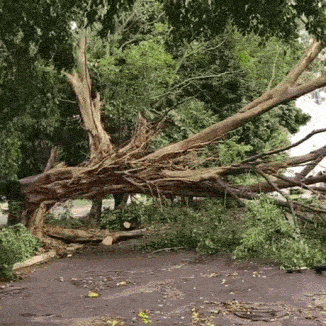  Queda de &aacute;rvore durante temporal bloqueia rua no Estrela do Sul 