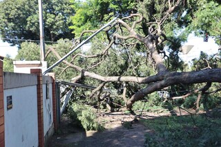 Galho de árvore gigante cai em temporal e interdita avenida no bairro Amambai Galho de árvore gigante cai em temporal e interdita avenida no bairro Amambai