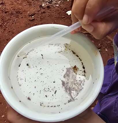 Dourados investiga duas novas mortes por suspeita de chikungunya