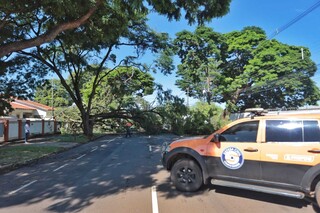Galho de árvore gigante cai em temporal e interdita avenida no bairro Amambai Galho de árvore gigante cai em temporal e interdita avenida no bairro Amambai