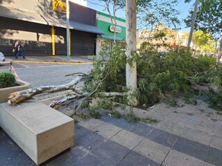Temporal com ventos de 65 km/h derrubou mais de 10 &aacute;rvores e bloqueou ruas 