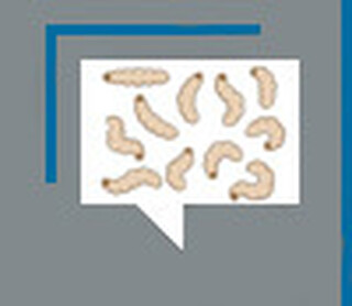 Banha de cor&oacute;, a alimenta&ccedil;&atilde;o ind&iacute;gena antes do brancos