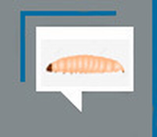 Banha de cor&oacute;, a alimenta&ccedil;&atilde;o ind&iacute;gena antes do brancos