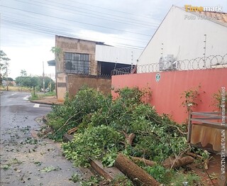 Temporal com ventos de 65 km/h derrubou mais de 10 &aacute;rvores e bloqueou ruas 