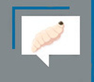 Banha de cor&oacute;, a alimenta&ccedil;&atilde;o ind&iacute;gena antes do brancos