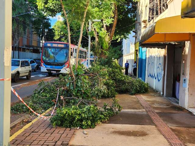 Temporal com ventos de 65 km/h derrubou mais de 10 &aacute;rvores e bloqueou ruas 
