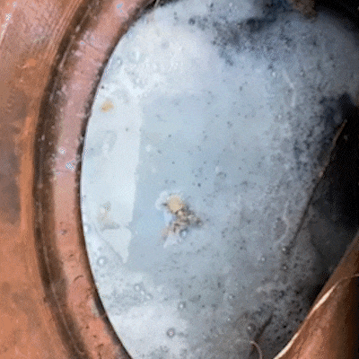 Justi&ccedil;a libera entrada for&ccedil;ada em im&oacute;veis ap&oacute;s alta de chikungunya na Regi&atilde;o Sul