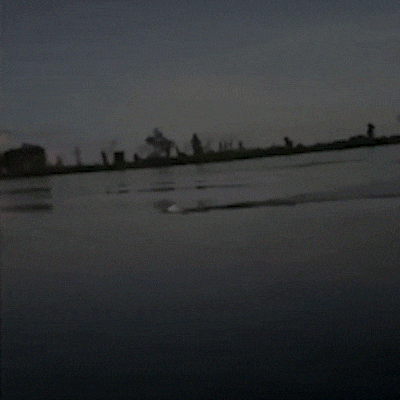 On&ccedil;a surge no Rio Paraguai e encanta visitante em primeira experi&ecirc;ncia 