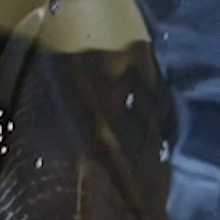 Fujona chega no Bioparque e ficar&aacute; de quarentena antes de dividir tanque