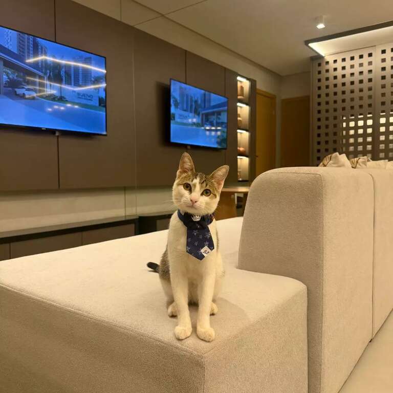 Gato vira xodó de incorporadora e até participa de reuniões da diretoria