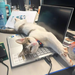 Gato vira xod&oacute; de incorporadora e at&eacute; participa de reuni&otilde;es da diretoria