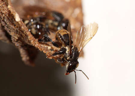 At&eacute; fungicida considerado seguro pode prejudicar abelhas, aponta pesquisa