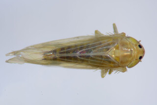  Inseto min&uacute;sculo vira vil&atilde;o bilion&aacute;rio e amea&ccedil;a produ&ccedil;&atilde;o de milho no Brasil