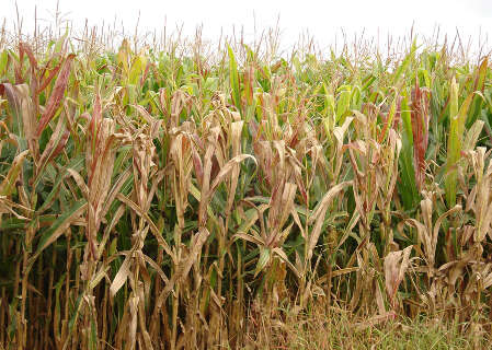  Inseto min&uacute;sculo vira vil&atilde;o bilion&aacute;rio e amea&ccedil;a produ&ccedil;&atilde;o de milho no Brasil