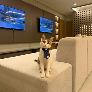 Gato vira xod&oacute; de incorporadora e at&eacute; participa de reuni&otilde;es da diretoria