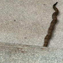 Com calma, jiboia sobe escadas e "invade" entrada da Assembleia Legislativa