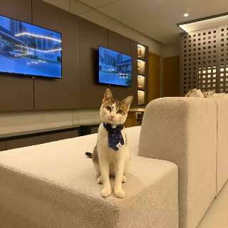 Gato vira xod&oacute; de incorporadora e at&eacute; participa de reuni&otilde;es da diretoria