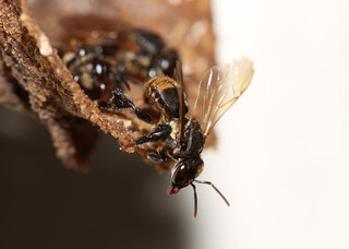 At&eacute; fungicida considerado seguro pode prejudicar abelhas, aponta pesquisa