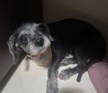 Assustada, cachorrinha se perde no bairro Semin&aacute;rio e morador procura tutor