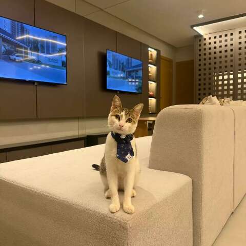 Gato vira xod&oacute; de incorporadora e at&eacute; participa de reuni&otilde;es da diretoria