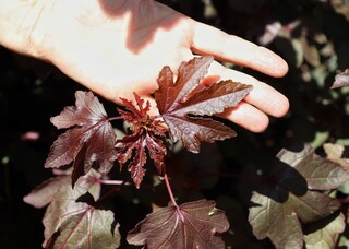 Hibisco n&atilde;o &eacute; s&oacute; ch&aacute;, folha roxa vira salada simples super nutritiva 