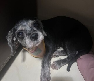 Assustada, cachorrinha se perde no bairro Semin&aacute;rio e morador procura tutor