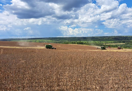 Produtividade da soja sobe e pode levar safra a 17,7 milh&otilde;es de toneladas