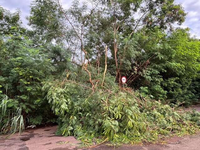 Galhos ca&iacute;dos e falha em 3 sem&aacute;foros deixam tr&acirc;nsito lento no Monte Castelo