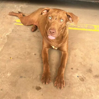 &Eacute; seu? Caramelo encontrado vagando na Rua da Divis&atilde;o busca dono