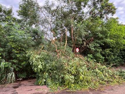 Galhos ca&iacute;dos e tr&ecirc;s sem&aacute;foros intermitentes travam tr&acirc;nsito no Monte Castelo