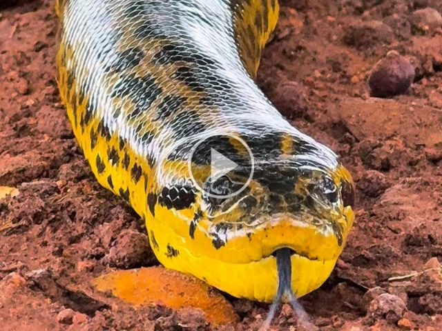 Tranquila, sucuri-amarela chama aten&ccedil;&atilde;o ao se aproximar de guia