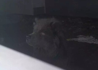 Cão de casal preso por assassinato é deixado em casa alugada e vive em abandono Cão de casal preso por assassinato é deixado em casa alugada e vive em abandono