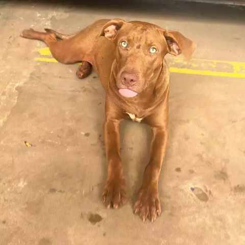 &Eacute; seu? Caramelo encontrado vagando na Rua da Divis&atilde;o busca dono