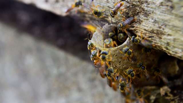 Desmatamento agora ter&aacute; que incluir resgate de abelhas-sem-ferr&atilde;o