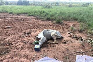 Bovino &eacute; encontrado em estado cr&iacute;tico e pecuarista multado em R$ 3 mil