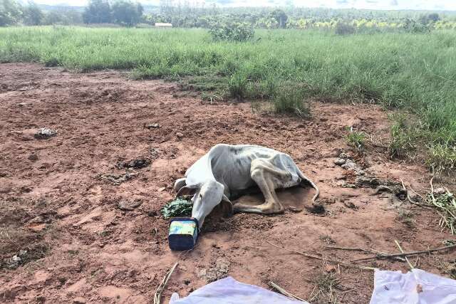 Bovino &eacute; encontrado em estado cr&iacute;tico e pecuarista multado em R$ 3 mil