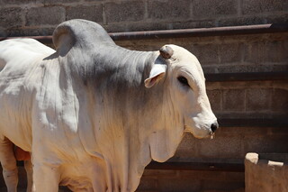Expogrande come&ccedil;a sem julgamento de nelore, base do rebanho de MS