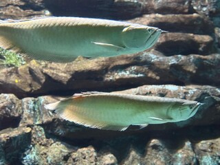 Peixes recebem nomes de integrantes do Guns N' Roses no Bioparque Pantanal