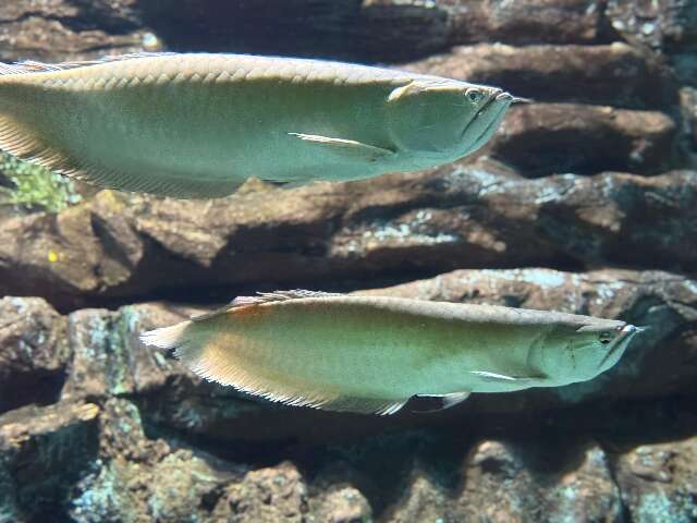 Peixes recebem nomes de integrantes do Guns N' Roses no Bioparque Pantanal