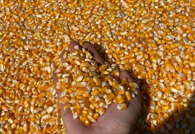 Milho dispara nas exportações de MS com 154,3% de crescimento em 2026