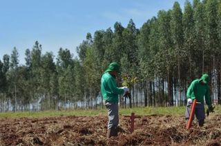 Receita da celulose se concentra e munic&iacute;pios do leste de MS cobram compensa&ccedil;&atilde;o