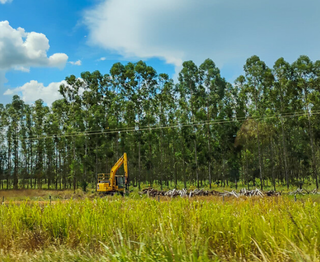 Receita da celulose se concentra e munic&iacute;pios do leste de MS cobram compensa&ccedil;&atilde;o