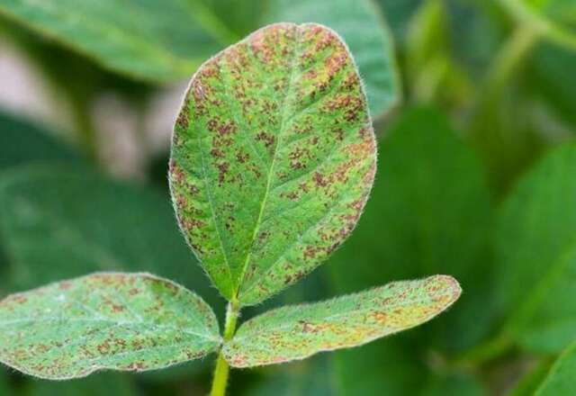 Vazio sanit&aacute;rio da soja come&ccedil;a no dia 15 de junho em Mato Grosso do Sul