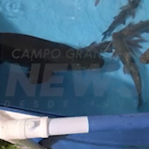 Peixe &ldquo;fuj&atilde;o&rdquo;, demoli&ccedil;&atilde;o e acidente fatal lideram v&iacute;deos mais vistos da semana