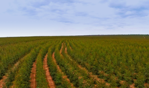 Receita da celulose se concentra e munic&iacute;pios do leste de MS cobram compensa&ccedil;&atilde;o