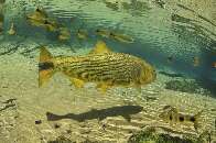 Estado investe mais de R$ 1 milhão em pesquisas para embasar lei do dourado