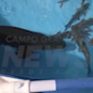 Peixe &ldquo;fuj&atilde;o&rdquo;, demoli&ccedil;&atilde;o e acidente fatal lideram v&iacute;deos mais vistos da semana