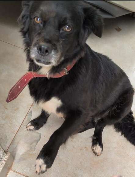 Pantera em casa (Foto: Arquivo Pessoal)