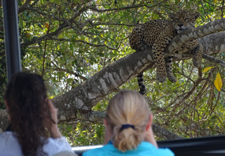 Fundador da On&ccedil;afari diz que compra de &aacute;reas freia desmate