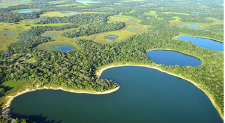 Fundador da On&ccedil;afari diz que compra de &aacute;reas freia desmate